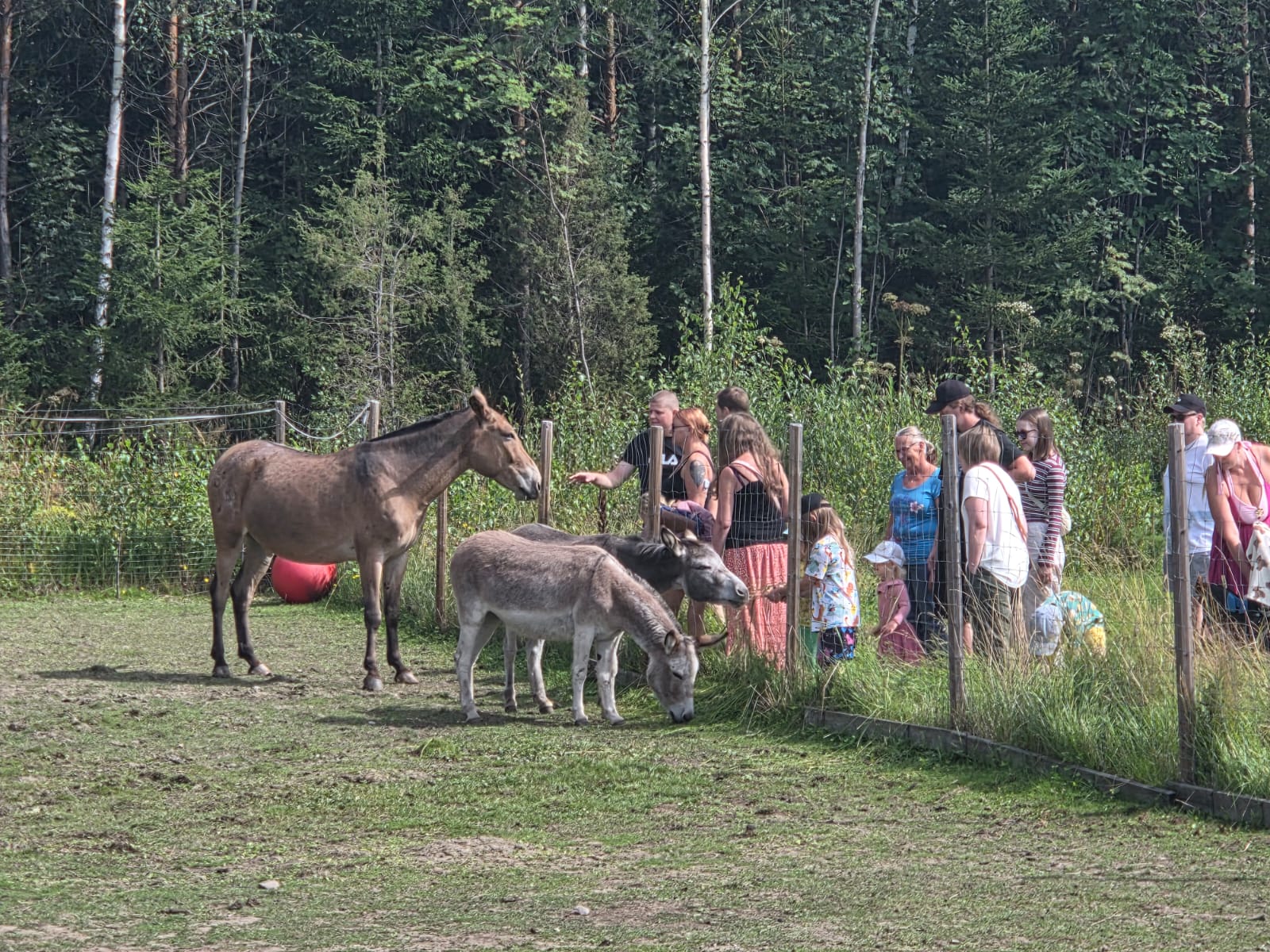 Kananlento ja Rouva Kotkot lahjoitti