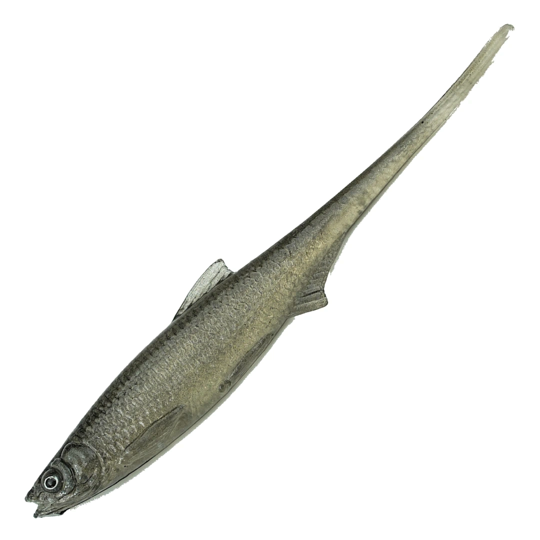 EVÄ Baits Bleak Spike Tail 10cm